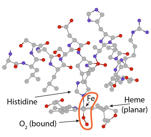 
							
								Illustration of a large, complex molecule. Histidine, Heme (planar), Fe and O2 (bound) are labeled. 
							
							